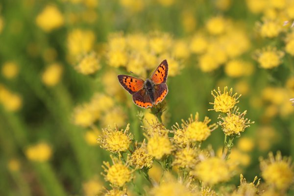 Aster linosyris mit Lycaena phlaeas, Goldaster, insektenfreundliche Stauden, Goldhaar Aster mit dem Kleinen Feuerfalter