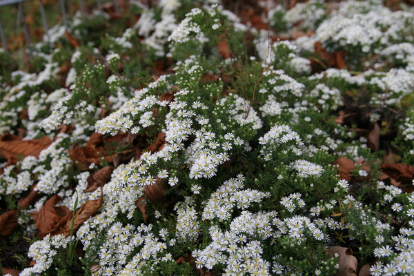 Aster pansus 'Snow Flurry'