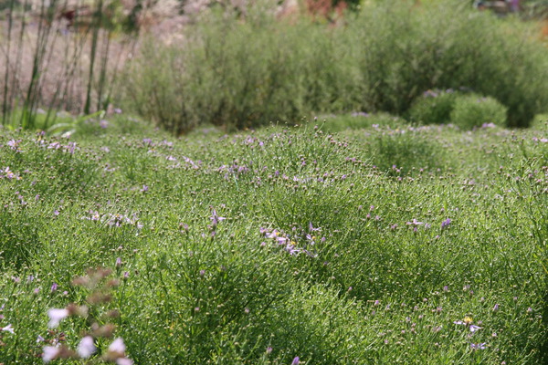 Aster sedifolius 'Nanus'