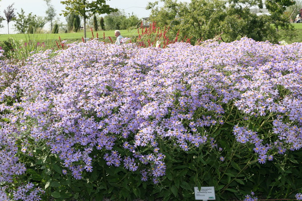 Aster 'Twilight'