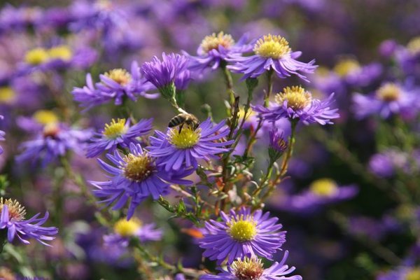 Aster novi-belgii 'Dauerblau', Glattblatt-Aster 'Dauerblau'