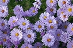 Aster dumosus 'Lady in Blue', Staude, Pppel