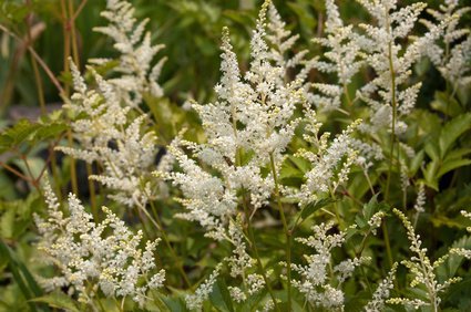 Prachtspiere - Astilbe