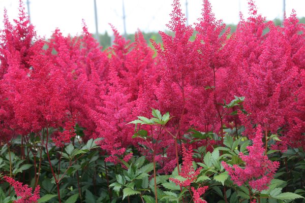 Astilbe japonica 'Montgomery'