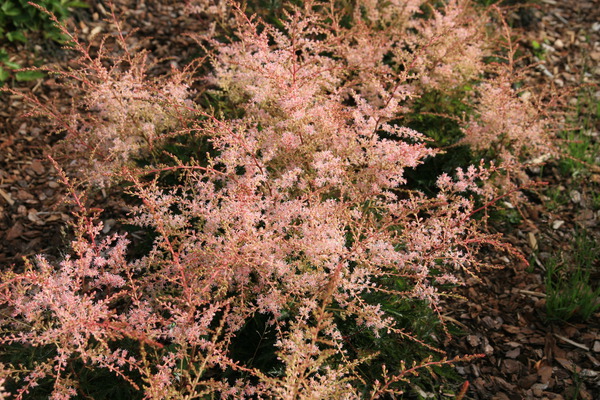 Astilbe x glaberrima-Hybr. 'Sprite'