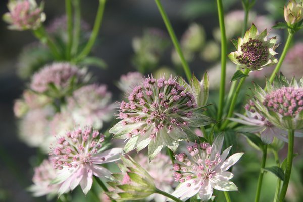 Astrantia major 'Buckland'