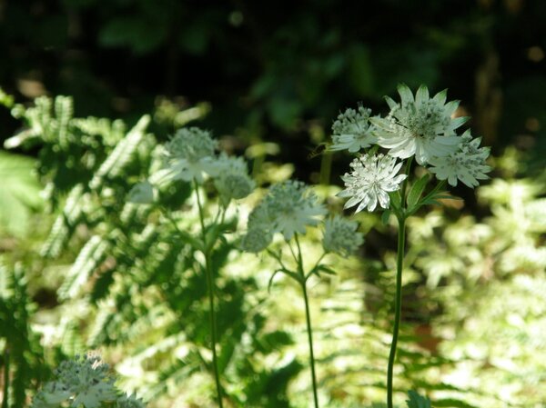 Astrantia major, Astrantia major