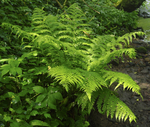 Athyrium filix-femina