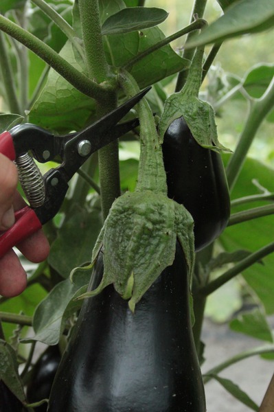 Auberginen ernten schneiden der Aubergine Lubera