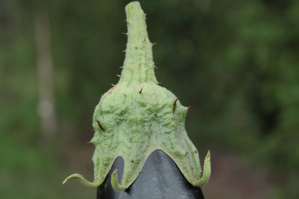 Auberginen ernten stachelige Blätter