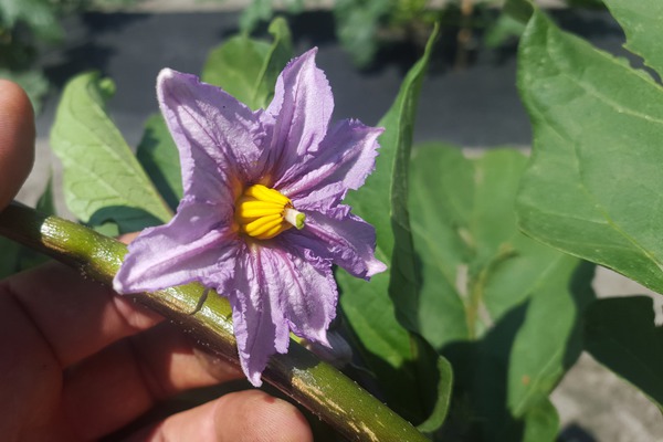 Aubergine pflanzen Edirne Purple Lubera