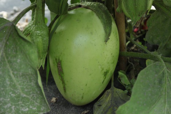 Aubergine Applegreen, auberginen gesund