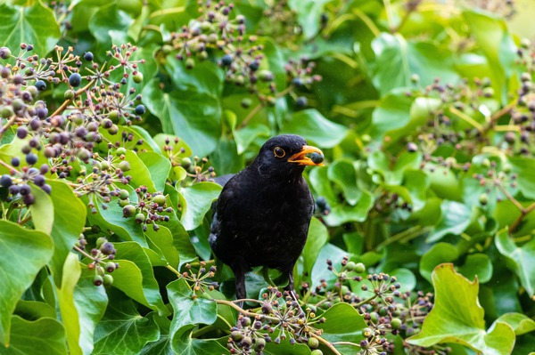 Amsel Beeren