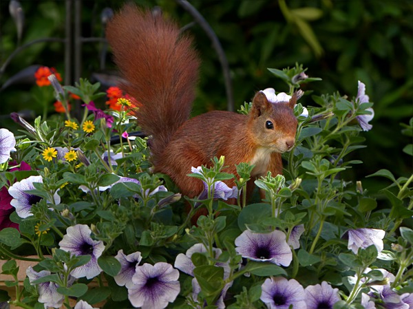 Eichhörnchen in Blumen