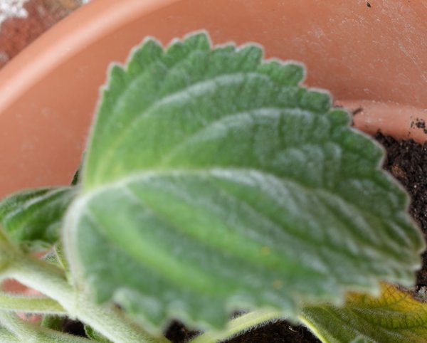 Ein flauschiges, sehr weiches Blatt