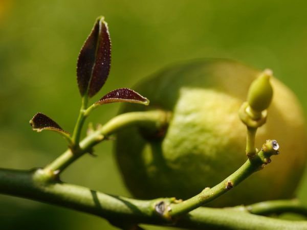 gesunder Trieb eines Zitronenbaums