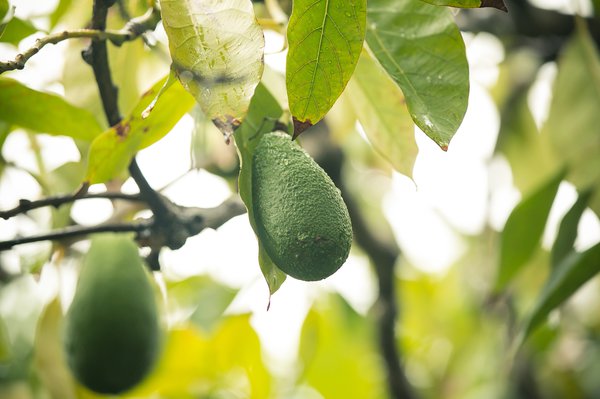 Avocado keimen lassen.