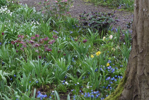 Bume unterpflanzen mit Blumenzwiebeln und Stauden, Ansicht Ende Mrz, Frhblher, Zwiebelblumen, Zwiebelblher, Helleborus, Narcissus, Anemone nemorosa, Chionodoxa forbesii