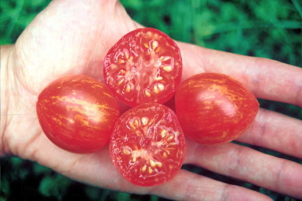 Balkontomate Fuzzy Wuzzy Tomate auf Hand