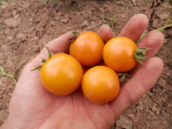 Balkontomate Ida Gold Tomate auf Hand