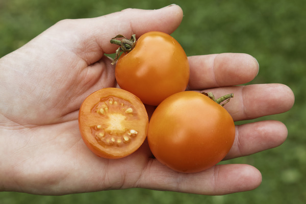 Balkontomate Ida Gold Tomate auf Hand aufgeschnitten, tomaten säen