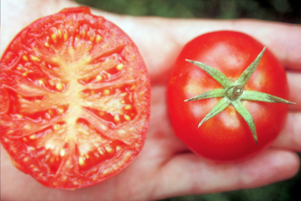 Balkontomate Silbertanne Tomate auf Hand