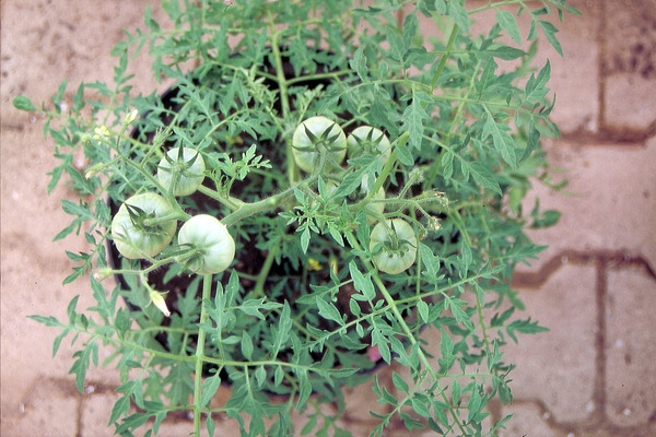 Tomatenpflanzen, Balkontomate Silbertanne Pflanze, Lubera