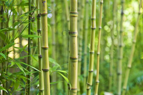 Nährstoffmangel beim Bambus.