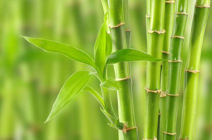 Bambus Krankheiten entstehen meist durch den falschen Standort.