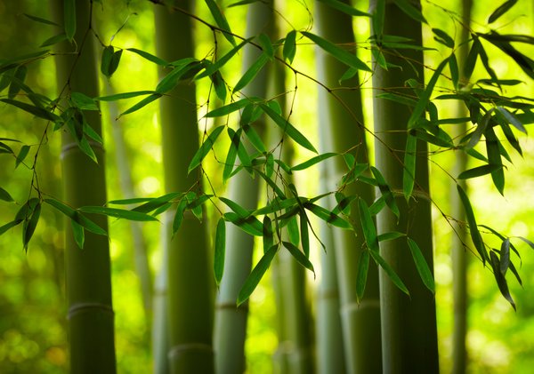 Bambus umpflanzen.