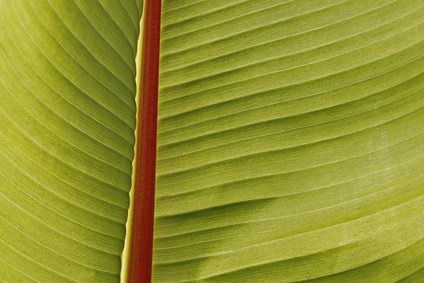 Ensete ventricosum Blatt, Nahaufnahme