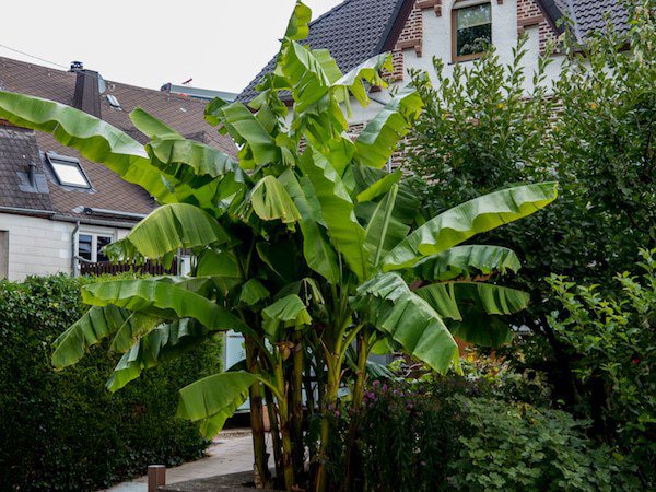 Bananenpflanzen Pflege
