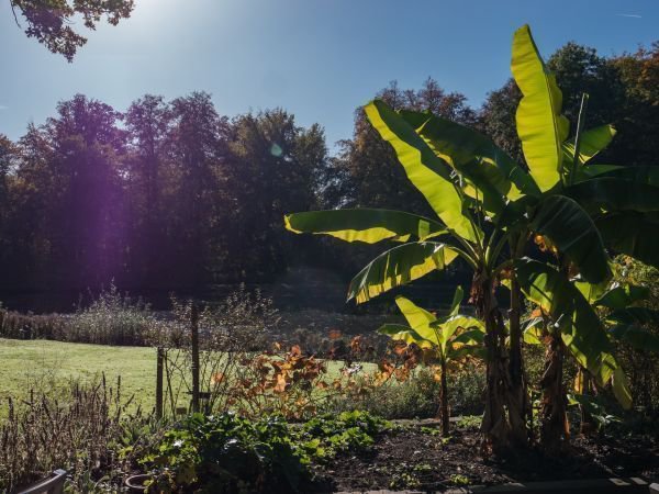 Bananenstauden pflanzen