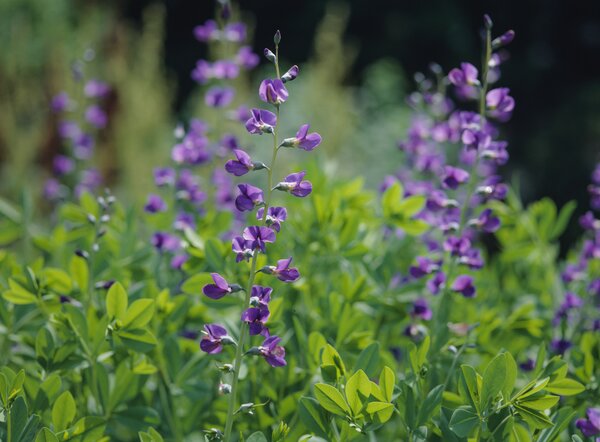 Baptisia australis