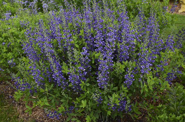 Baptisia x cultorum 'Blueberry Sundae' (S)