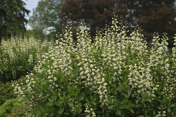 Baptisia x cultorum 'Vanilla Cream' (S)