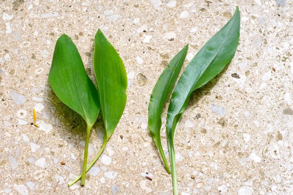 Maiglöckchen Blatt (links): Verwechslung mit Bärlauch Blatt (rechts)