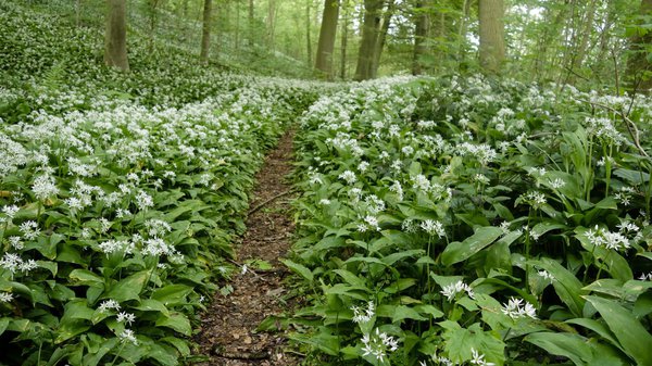 Bärlauch Pflanzen im Wald