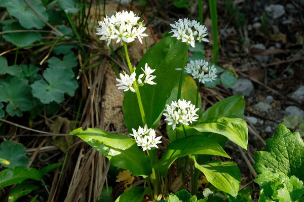 Bärlauch Blüte