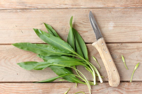 Bärlauch verliert nach der Blüte an Aroma