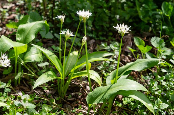 Blühender Waldknoblauch