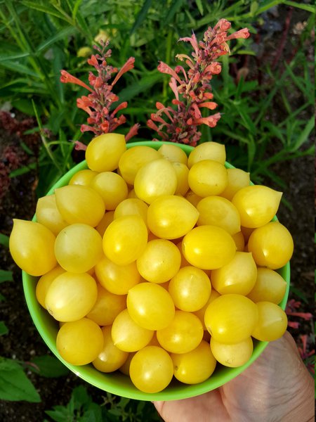 Die schnsten Tomaten der Welt Ranka Tessin