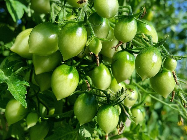 Heirloom Tomate Barrys Crazy Cherry Tomaten Update Ranka Tessin Lubera