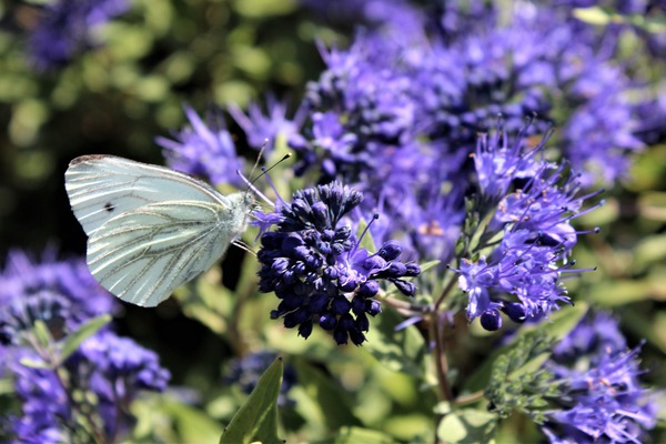 Bartblume 'Blauer Spatz'® mit einem weissen Schmetterling