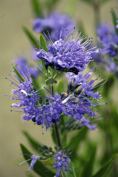 Bartblume Kew Blue, dunkelblau in voller Blüte an Triebspitze