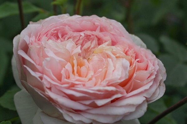 Englische Rose, Kletterrose, Rose, Austin Rose, 'Bathsheba' (korr)