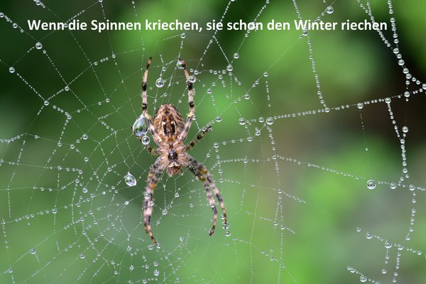 Bauernregeln fr September Spinnen Spinnennetz