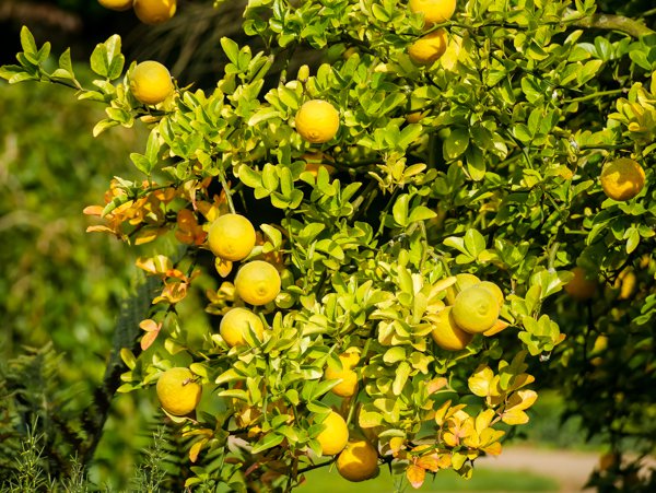 ✿ Dreiblättrige Orange ✿ Winterhärtester Zitrusbaum der Welt ★ frisches Saatgut 