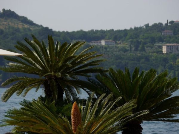 Cycas revoluta