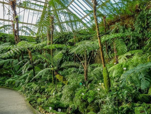 Der Botanische Garten Berlin Baumfarnhaus